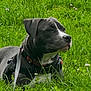 animal, black_and_white, calm, canine, closeup, daylight, dog, ears, field, grass, greenery, harness, leash, meadow, muzzle, nature, outdoor, pet, resting, side_view
