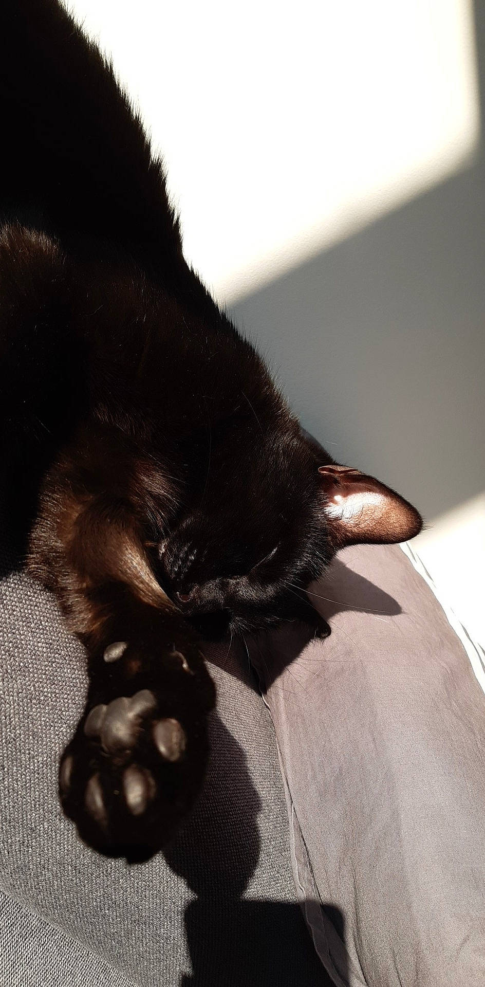 Groot a rejoint le concours — aidez-le/la à gagner de superbes lots ! black, black_cat, bombay, canidae, carnivore, cat, claw, ear, felidae, fur, hand, nose, paw, puppy, skin, small_to_medium_sized_cats, snout, sporting_group, tail, whiskers