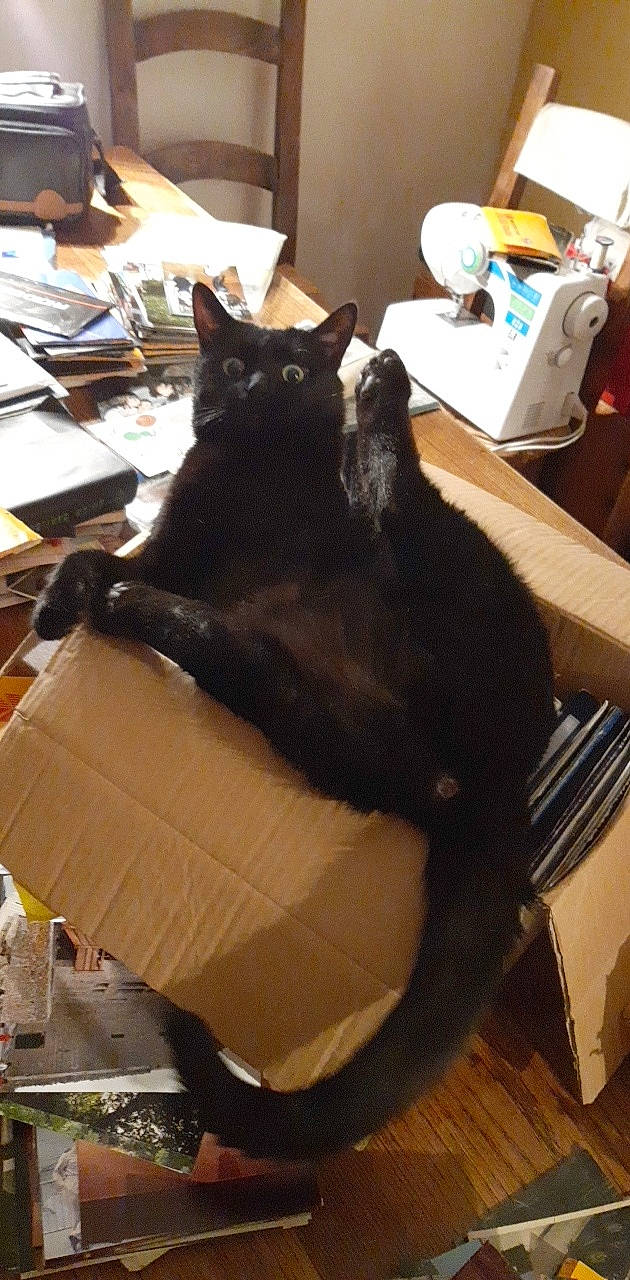 Groot a rejoint le concours — aidez-le/la à gagner de superbes lots ! black_cat, carnivore, cat, chair, domestic_short_haired_cat, felidae, fur, small_to_medium_sized_cats, tail, whiskers