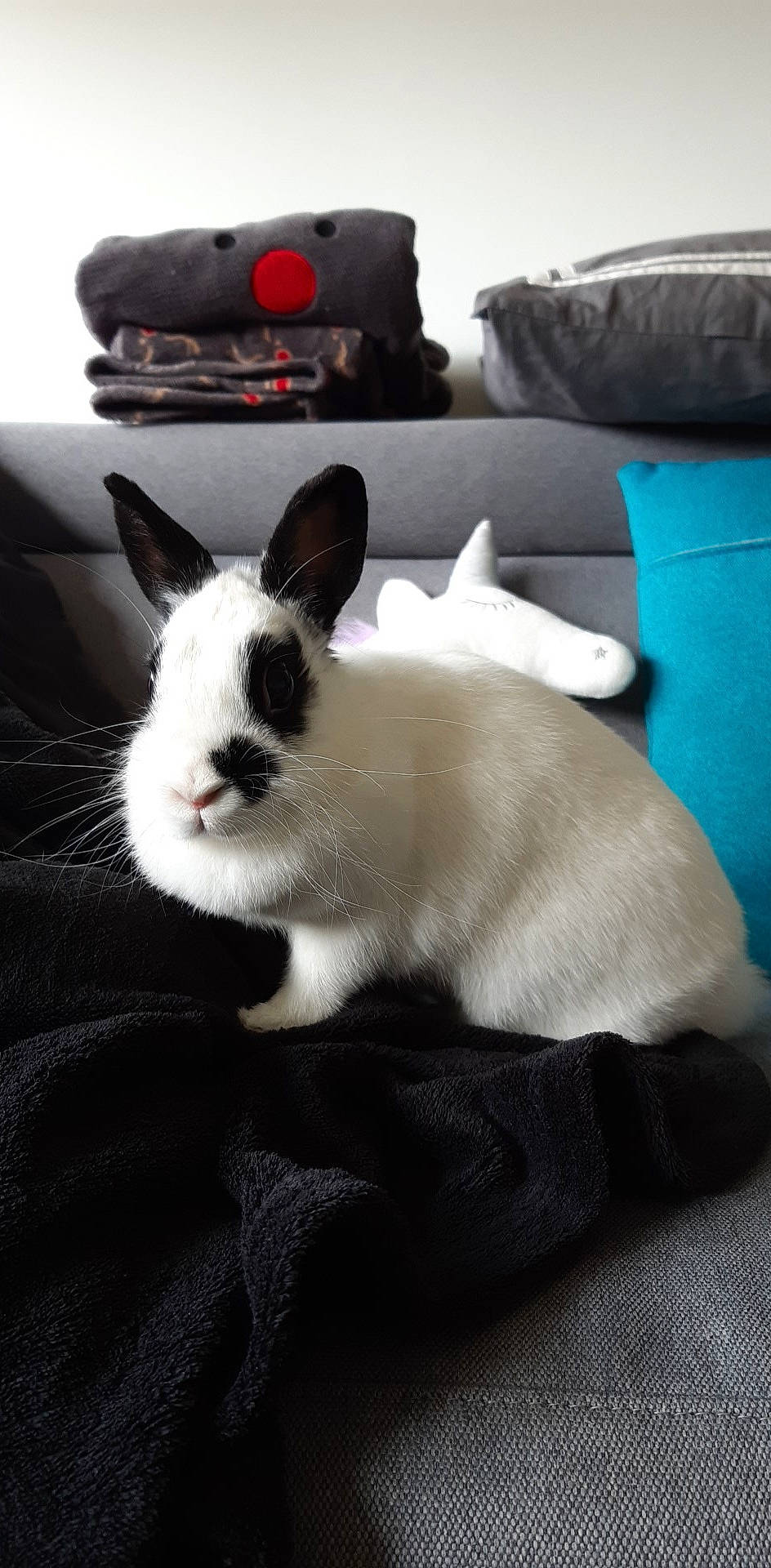 Harley Quinn participe au concours pour gagner de l'argent avec cette photo : domestic_rabbit, ear, fawn, hare, mammal, rabbit, rabbits_and_hares, snout, vertebrate, whiskers