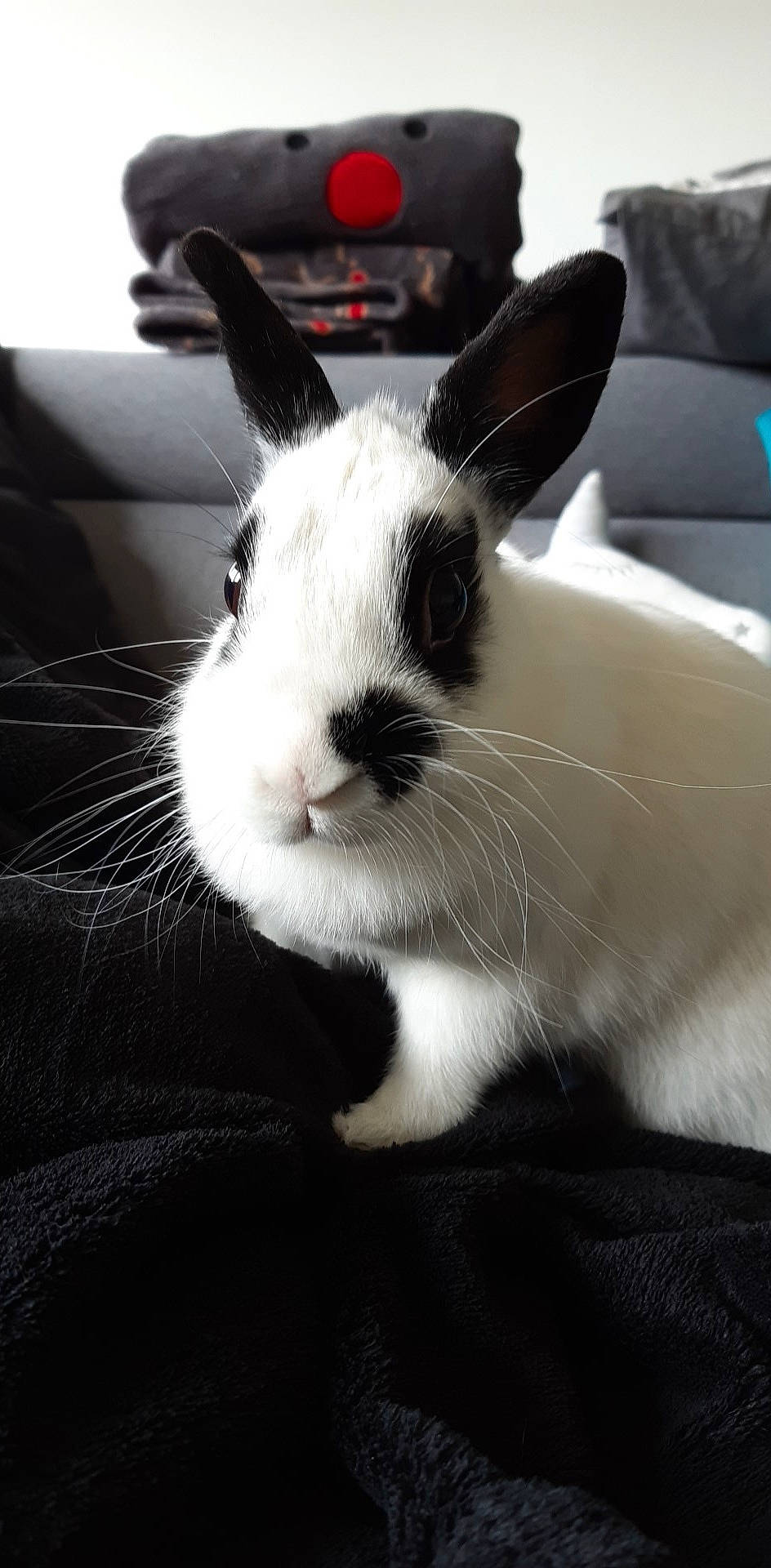Harley Quinn a rejoint le concours — aidez-le/la à gagner de superbes lots ! black_and_white, domestic_rabbit, ear, hare, rabbit, rabbits_and_hares, snout, vertebrate, whiskers