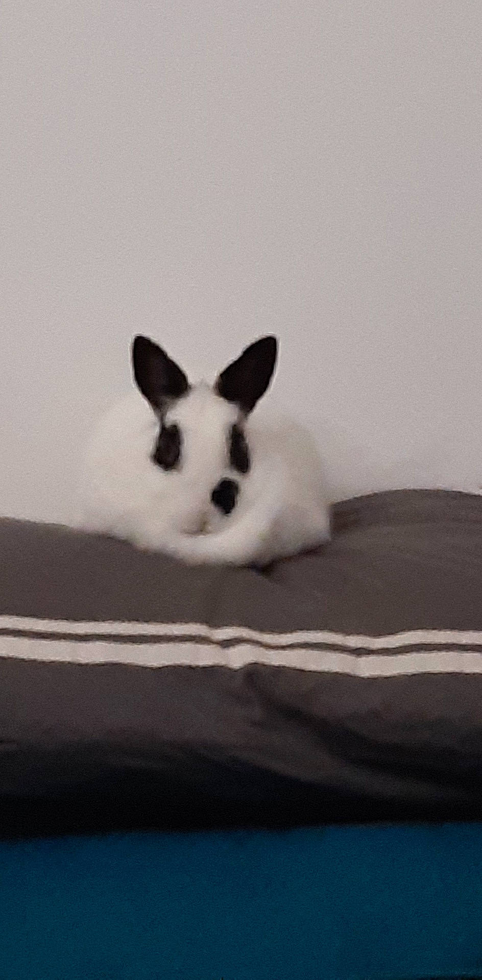 Harley Quinn participe au concours pour gagner de l'argent avec cette photo : black_and_white, domestic_rabbit, ear, hare, rabbit, rabbits_and_hares, snout, whiskers, wildlife