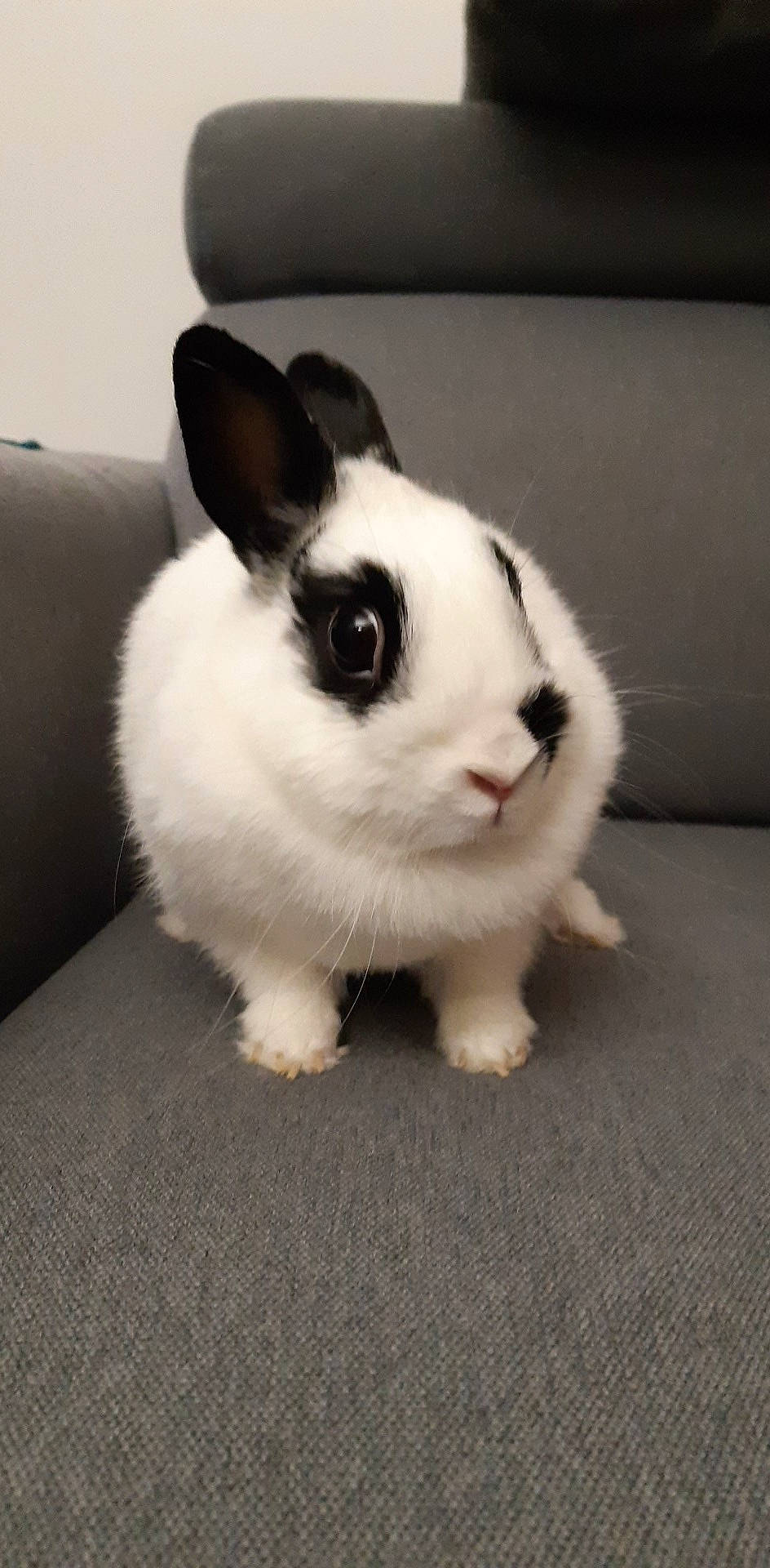 Harley Quinn a rejoint le concours — aidez-le/la à gagner de superbes lots ! black_and_white, domestic_rabbit, ear, fawn, fur, hare, mammal, rabbit, rabbits_and_hares, skin, snout, vertebrate, whiskers