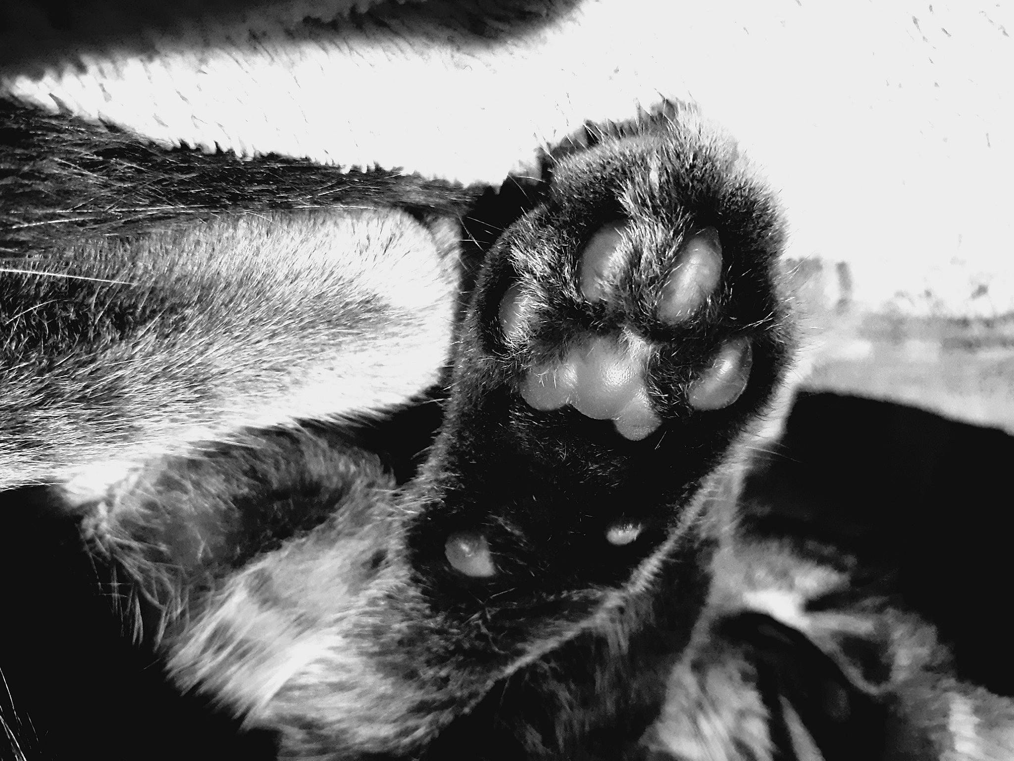Namour a rejoint le concours — aidez-le/la à gagner de superbes lots ! art, arthropod, black_and_white, carnivore, cat, claw, close_up, eye, felidae, fur, human_body, monochrome, monochrome_photography, organism, paw, small_to_medium_sized_cats, snout, style, terrestrial_animal, whiskers