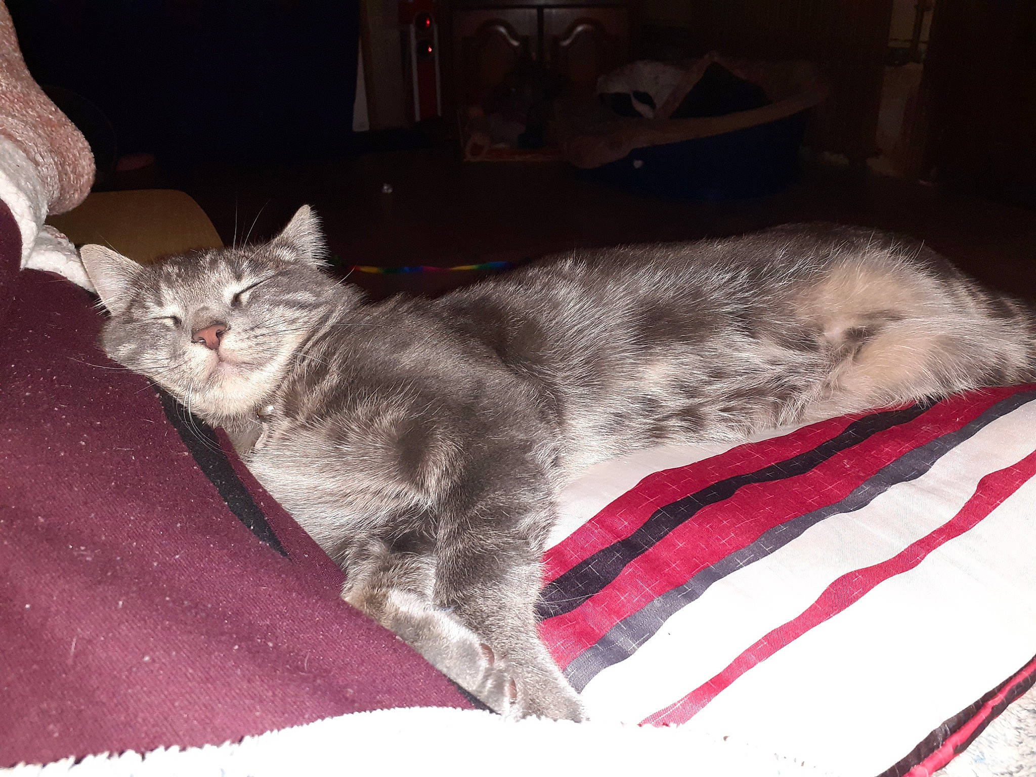 Namour participe au concours pour gagner de l'argent avec cette photo : carnivore, cat, claw, comfort, couch, domestic_short_haired_cat, felidae, fur, grey, linens, nap, paw, small_to_medium_sized_cats, tail, whiskers