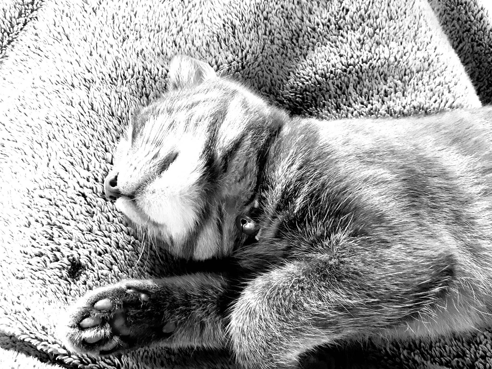 Namour a rejoint le concours — aidez-le/la à gagner de superbes lots ! art, black_and_white, carnivore, cat, claw, domestic_short_haired_cat, felidae, fur, grey, monochrome, monochrome_photography, paw, small_to_medium_sized_cats, snout, stock_photography, style, tail, terrestrial_animal, whiskers, wildlife