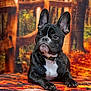 animal, attentive, autumn, background, black_and_white, blanket, collar, cozy, decor, dog, ears, eyes, fall_colors, french_bulldog, indoor, pet, portrait, resting, seasonal, wooden_fence