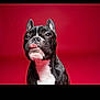 animal, black_and_white, canine, companion, cute, dog, domestic_animal, ears_up, french_bulldog, isolated, looking_up, mammal, pet, playful, portrait, red_background, short_hair, snout, studio, tongue_out