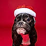 adorable, animal, black_and_white, christmas, close_up, cute, dog, domestic_animal, expression, festive, french_bulldog, hat, holiday, pet, portrait, red_background, santa_hat, small_dog, studio_photo, wrinkles