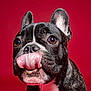 animal, black_and_white, bright_eyes, brindle, close_up, cute, dog, ears_up, expression, french_bulldog, funny, indoor, muzzle, pet, portrait, red_background, snout, studio, tongue_out, whiskers