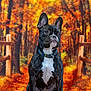 Abby participe au concours pour gagner de l'argent avec cette photo : animal, autumn, background, black, brown, collar, colorful, cute, dog, fall, forest, french_bulldog, indoor, leaves, nature, orange, pet, portrait, sitting, white
