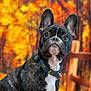 Abby participe au concours pour gagner de l'argent avec cette photo : animal, autumn, background, black, brown, canine, closeup, collar, cute, dog, ears, fall_colors, french_bulldog, leafy, nature, outdoor, pet, portrait, seasonal, white