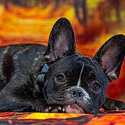 Abby participe au concours pour gagner de l'argent avec cette photo : animal, autumn, background_blur, black_dog, brown, close_up, collar, cute, dog, ears, expression, face, fall_colors, french_bulldog, indoors, lying_down, orange, pet, portrait, resting