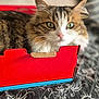 Nook a rejoint le concours — aidez-le/la à gagner de superbes lots ! animal, box, cardboard, cat, closeup, comfortable, cozy, curious, domestic, feline, fur, green_eyes, indoor, pattern, pet, portrait, quilt, red, resting, softfoam