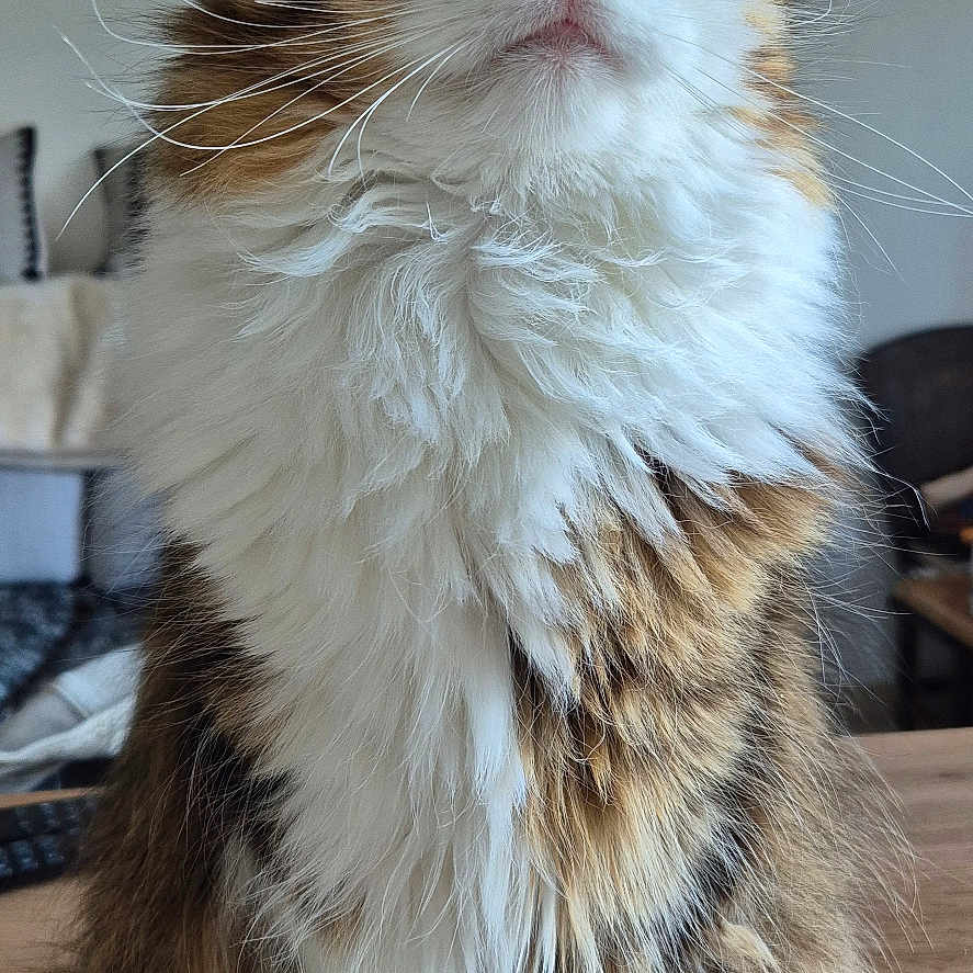 Nook a rejoint le concours — aidez-le/la à gagner de superbes lots ! animal, cat, close_up, curious, cute, domestic, feline, fluffy, fur, green_eyes, household, indoor, long_hair, paw, pet, sitting, tabby, table, tail, whiskers