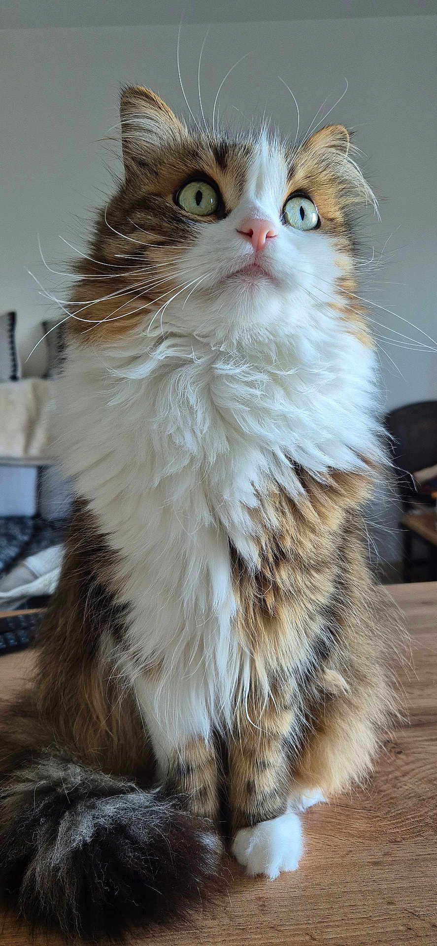 Nook a rejoint le concours — aidez-le/la à gagner de superbes lots ! cat, fluffy, green_eyes, whiskers, indoor, table, fur, pet, animal, curious, sitting, domestic, cute, tabby, long_hair, close_up, household, feline, paw, tail