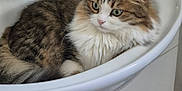 Nook a rejoint le concours — aidez-le/la à gagner de superbes lots ! animal, bathroom, cat, closeup, curious, cute, domestic_cat, feline, fluffy_cat, fur, green_eyes, home, indoor, pet, relaxed, resting, sink, tabby_cat, whiskers, white_sink