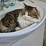 animal, bathroom, cat, closeup, curious, cute, domestic_cat, feline, fluffy_cat, fur, green_eyes, home, indoor, pet, relaxed, resting, sink, tabby_cat, whiskers, white_sink