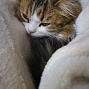Nook participe au concours pour gagner de l'argent avec cette photo : animal, blanket, cat, closeup, comfort, cozy, cute, cute_animal, ears, face, fur, indoor, mammal, pet, relaxation, resting, sleepy, soft, tabby, whiskers