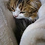 animal, blanket, cat, closeup, comfort, cozy, cute, cute_animal, ears, face, fur, indoor, mammal, pet, relaxation, resting, sleepy, soft, tabby, whiskers