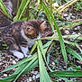 Nook participe au concours pour gagner de l'argent avec cette photo : animal, cat, curious, exploration, feline, fur, garden, greenery, ground, kitten, leaf, nature, outdoor, pet, plant, rocks, small, sniffing, vegetation, young