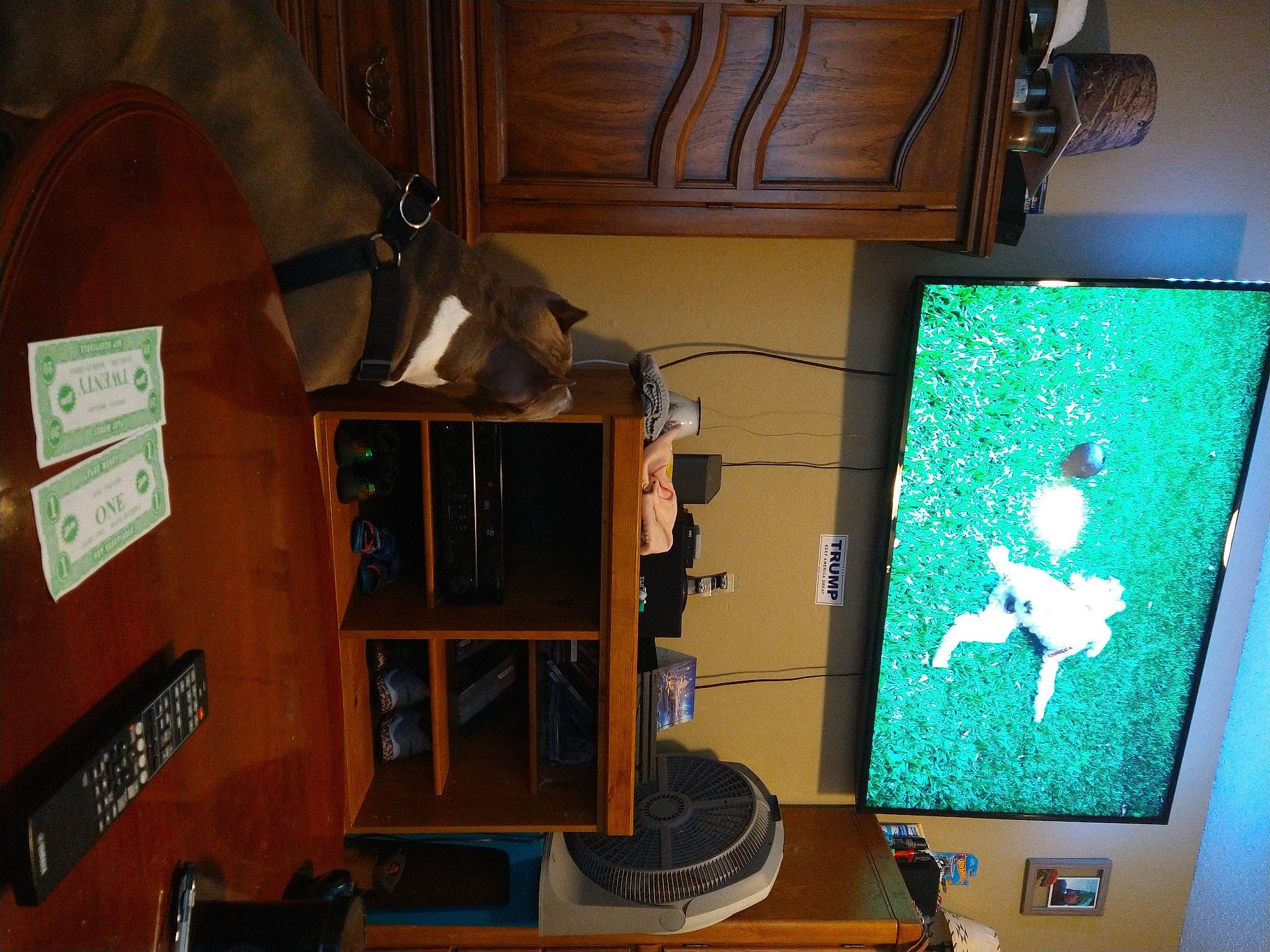 Peanut joined the competition — help win amazing prizes! art, audio_equipment, computer, computer_hardware, computer_monitor, computer_monitor_accessory, desktop_computer, display_device, electronic_device, flat_panel_display, hardwood, led_backlit_lcd_display, machine, multimedia, output_device, peripheral, personal_computer, room, television_set, wood