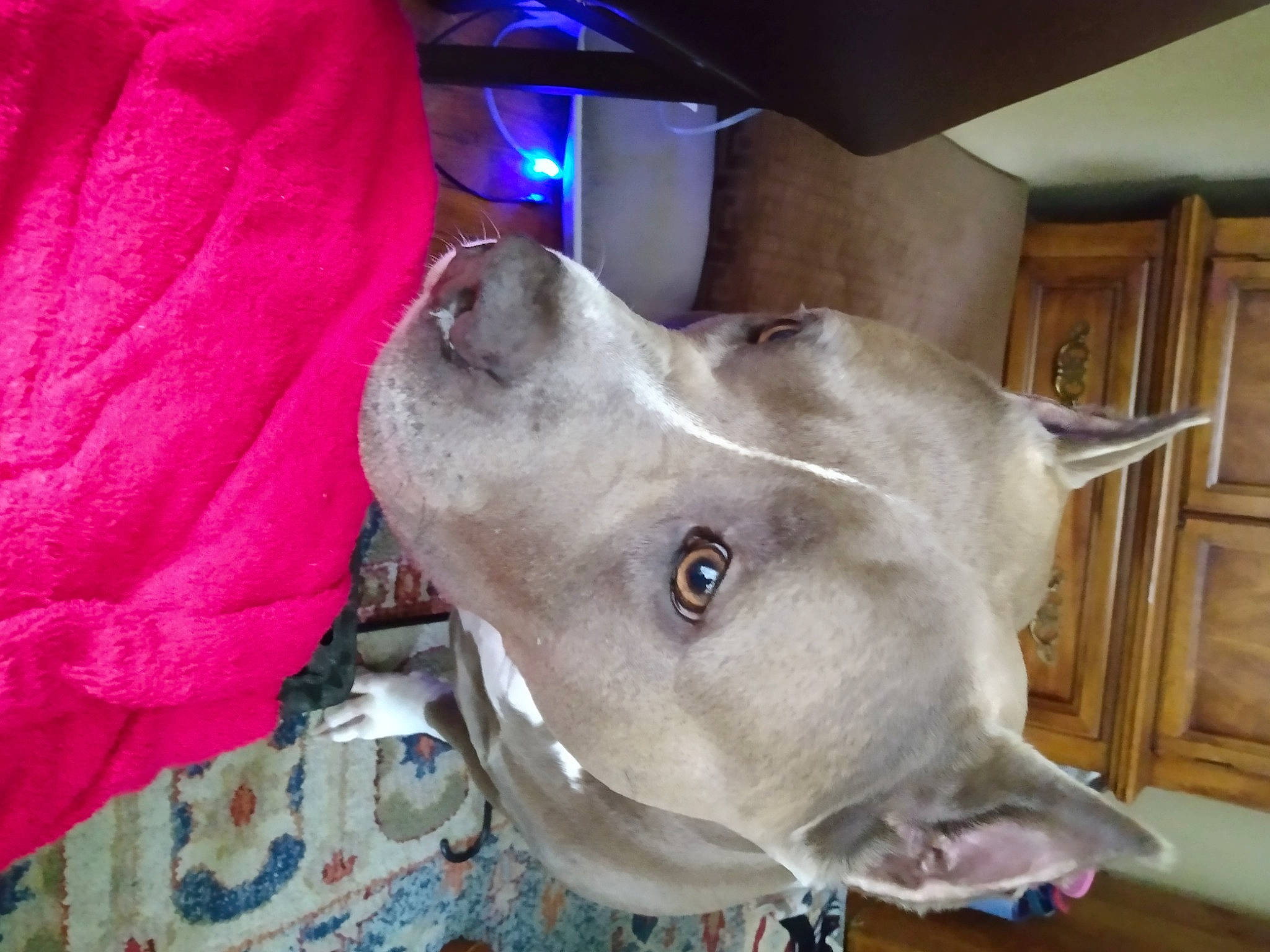 Peanut joined the competition — help win amazing prizes! cabinetry, canidae, carnivore, collar, dog, dog_breed, ear, electric_blue, fawn, fur, jaw, liver, magenta, musical_instrument, non_sporting_group, snout, sporting_group, whiskers, working_animal