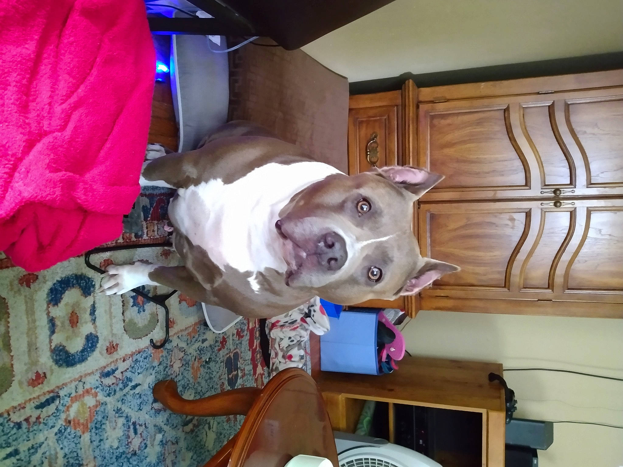 Peanut is registered to the contest to win money with this photo: canidae, carmine, carnivore, collar, companion_dog, dog, dog_breed, dog_supply, eyewear, fawn, jaw, non_sporting_group, pet_supply, plastic_bag, room, snout, sporting_group, wood, working_animal