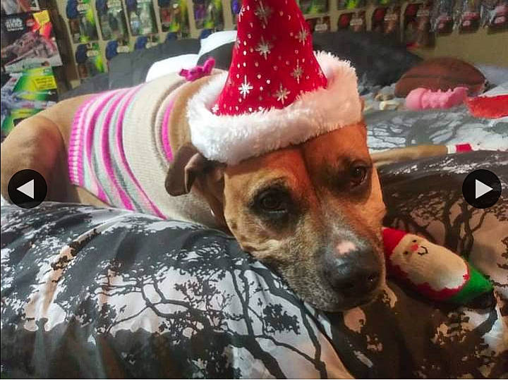 Roxy joined the competition — help win amazing prizes! cap, carnivore, christmas_ornament, companion_dog, costume_hat, dog, dog_breed, dog_supply, event, eyewear, fawn, fedora, hat, holiday, party_hat, party_supply, snout, sun_hat, sunglasses, whiskers