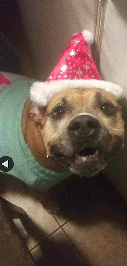 Roxy is registered to the contest to win money with this photo: birthday, canidae, cap, carnivore, companion_dog, cone, costume_hat, dog, dog_breed, event, fashion_accessory, fawn, fur, hat, party_hat, party_supply, selfie, snout, sporting_group, whiskers