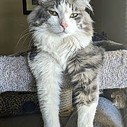 Little Jake is registered to the contest to win money with this photo: cat, fluffy, relaxed, indoor, paws, carpeted_perch, pet, feline, whiskers, gray_and_white, long_fur, close_up, domestic_cat, portrait, animal, household, resting, cute, mammal, eyes