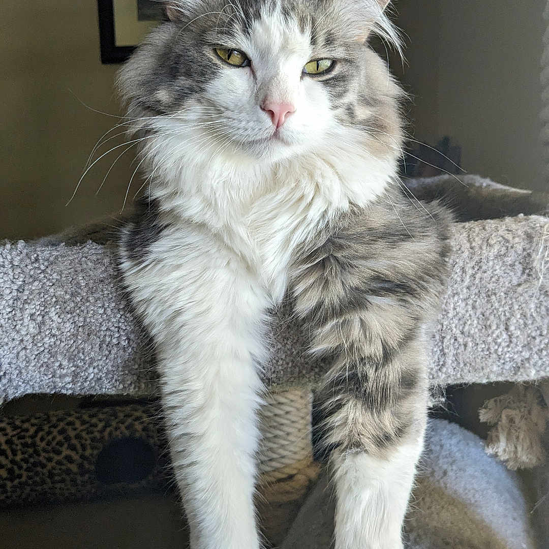 Little Jake is registered to the contest to win money with this photo: animal, carpeted_perch, cat, close_up, cute, domestic_cat, eyes, feline, fluffy, gray_and_white, household, indoor, long_fur, mammal, paws, pet, portrait, relaxed, resting, whiskers