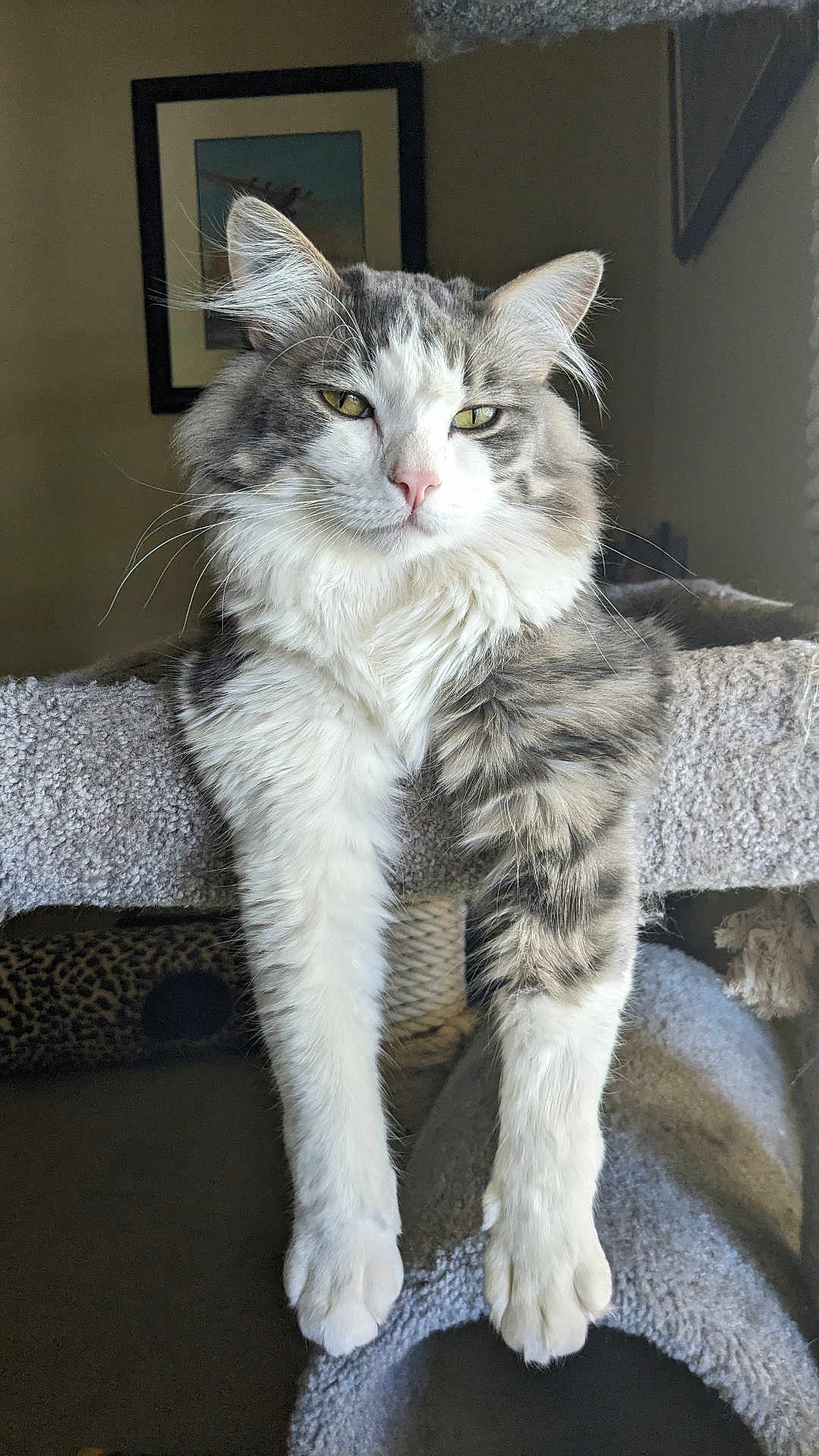 Little Jake is registered to the contest to win money with this photo: cat, fluffy, relaxed, indoor, paws, carpeted_perch, pet, feline, whiskers, gray_and_white, long_fur, close_up, domestic_cat, portrait, animal, household, resting, cute, mammal, eyes