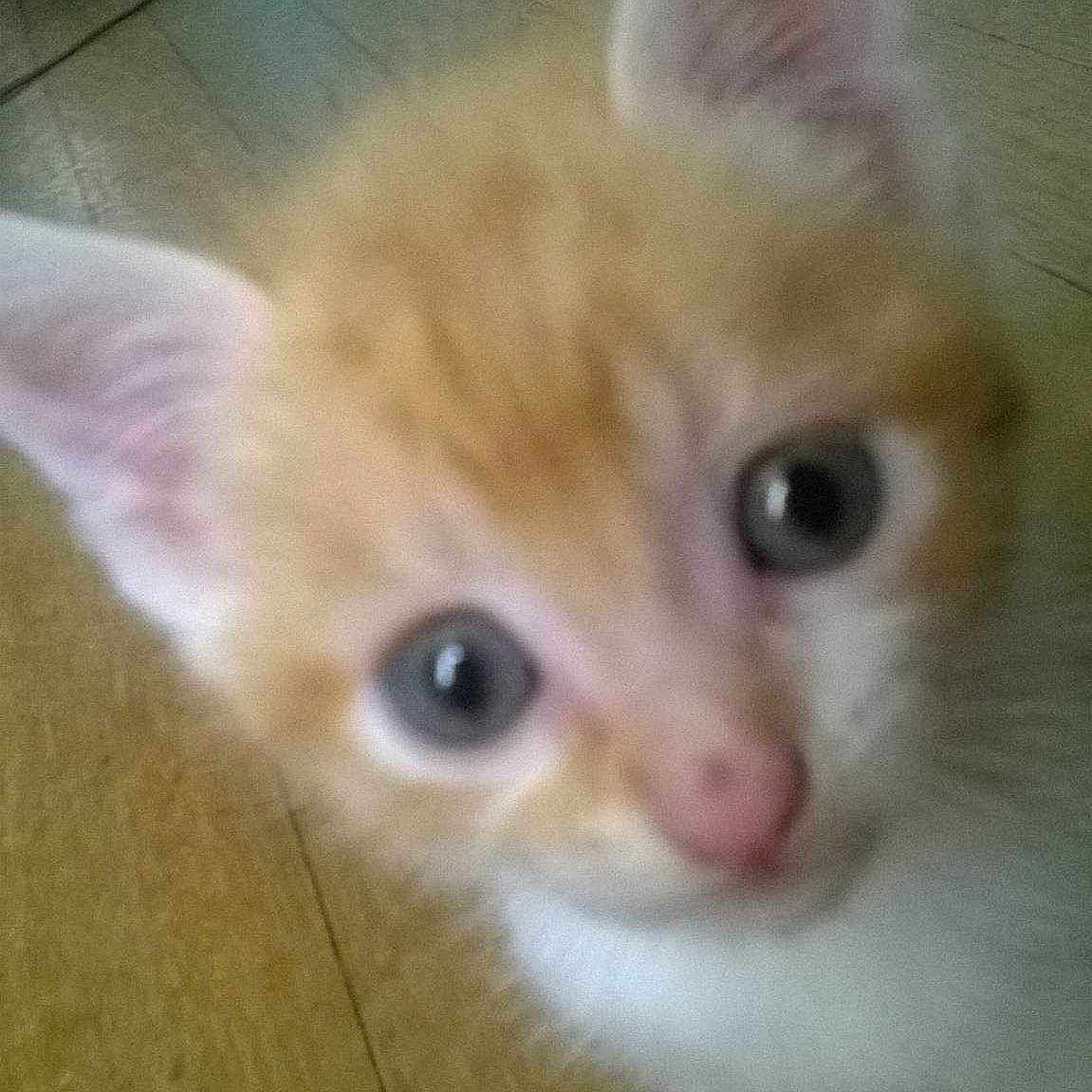 Jacotte