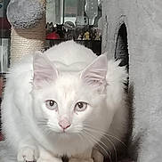 Texas participe au concours pour gagner de l'argent avec cette photo : cat, white_cat, pet, animal, indoor, cat_tree, carpeted, feline, cute, alert, whiskers, ears, paws, sitting, looking, curious, household, furniture, domestic_animal, closeup