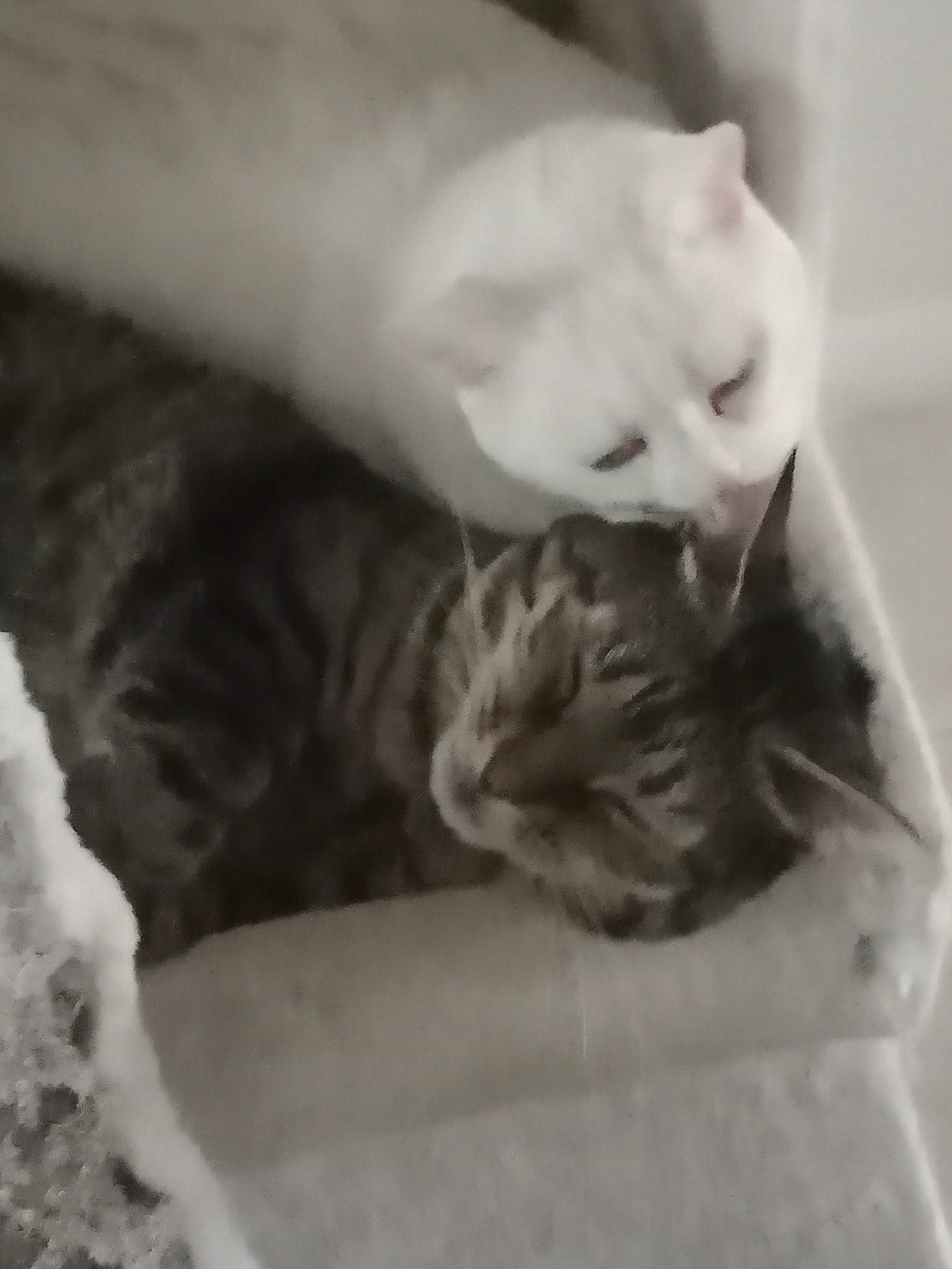 Tigrou Et Tequila a rejoint le concours — aidez-le/la à gagner de superbes lots ! carnivore, cat, claw, comfort, domestic_short_haired_cat, ear, fang, felidae, fur, grey, monochrome, monochrome_photography, nap, paw, small_to_medium_sized_cats, snout, tail, whiskers