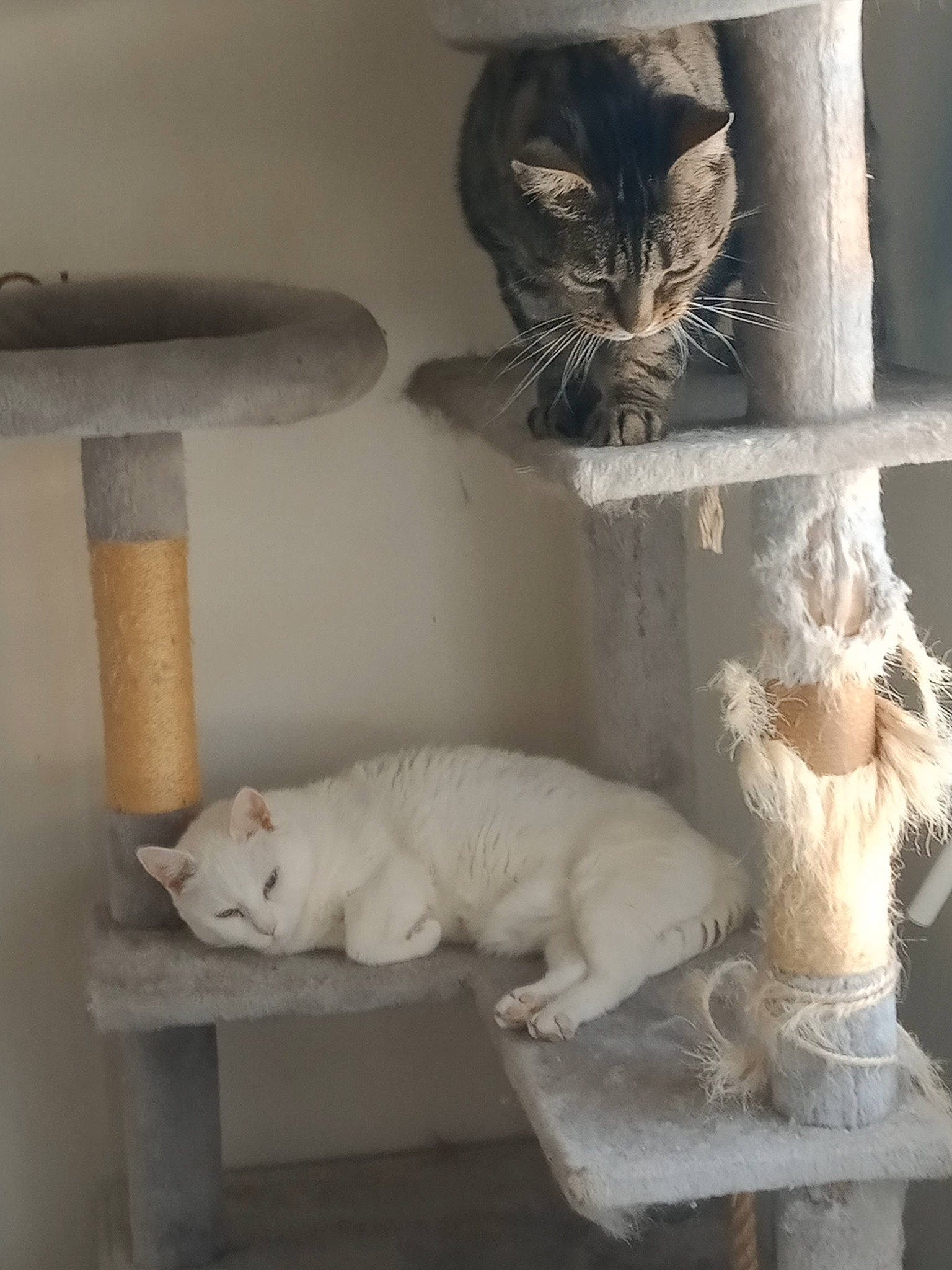 Tigrou Et Tequila a rejoint le concours — aidez-le/la à gagner de superbes lots ! art, carnivore, cat, cat_supply, chair, domestic_short_haired_cat, fawn, felidae, fur, grey, shelf, shelving, small_to_medium_sized_cats, stuffed_toy, table, tail, toy, whiskers, window, wood