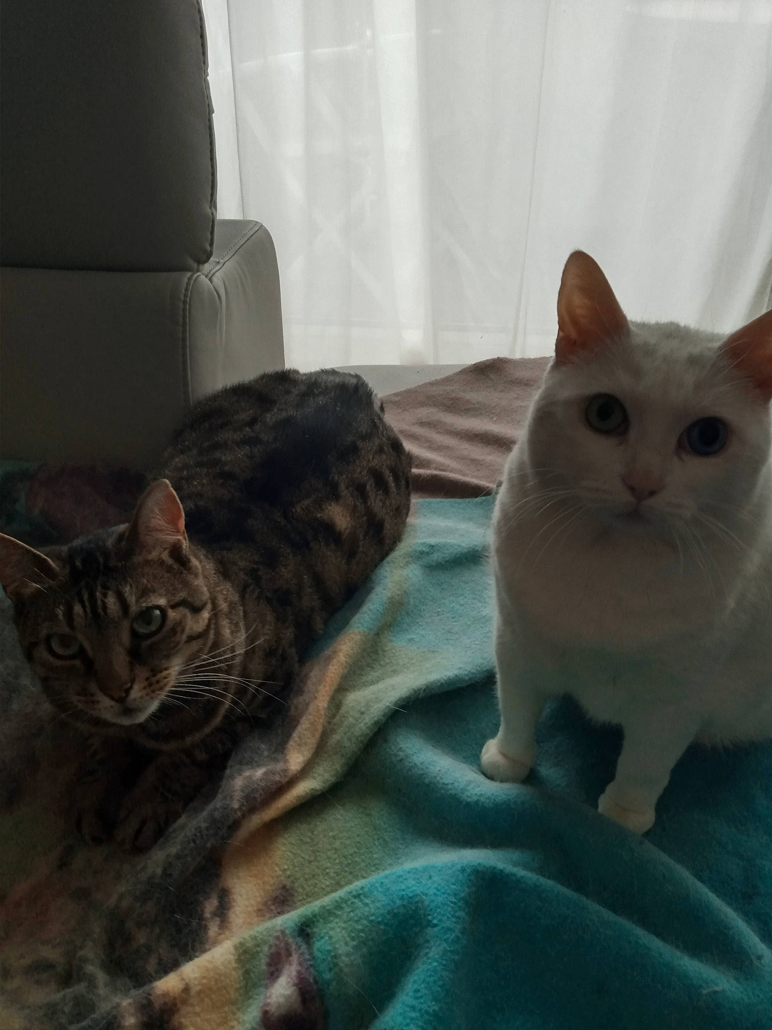 Tigrou Et Tequila a rejoint le concours — aidez-le/la à gagner de superbes lots ! bed, bedding, carnivore, cat, comfort, couch, domestic_short_haired_cat, felidae, flooring, fur, linens, paw, pet_supply, room, sitting, small_to_medium_sized_cats, snout, tail, whiskers