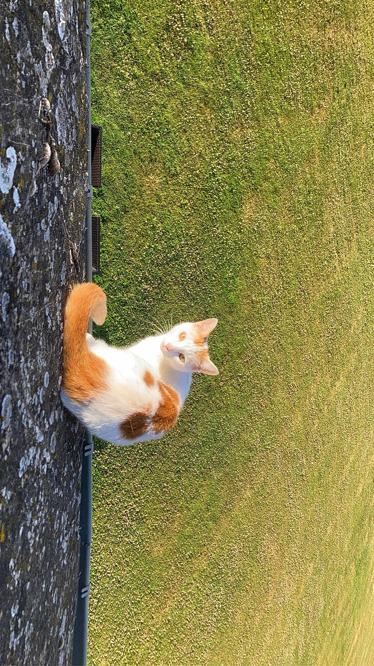 Spidy participe au concours pour gagner de l'argent avec cette photo : canidae, carnivore, cat, domestic_short_haired_cat, fawn, felidae, fur, grass, plant, shadow, small_to_medium_sized_cats, snout, sporting_group, tail, terrestrial_animal, tree, trunk, whiskers, wildlife, wood