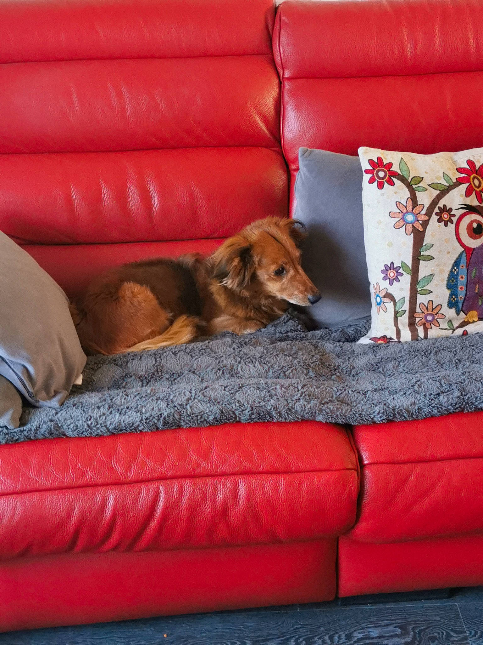 Nana participe au concours pour gagner de l'argent avec cette photo : brown, canidae, carnivore, comfort, companion_dog, couch, dog, dog_breed, furniture, home, home_accessories, interior_design, liver, living_room, sporting_group, studio_couch, tan, throw_pillow, vertebrate