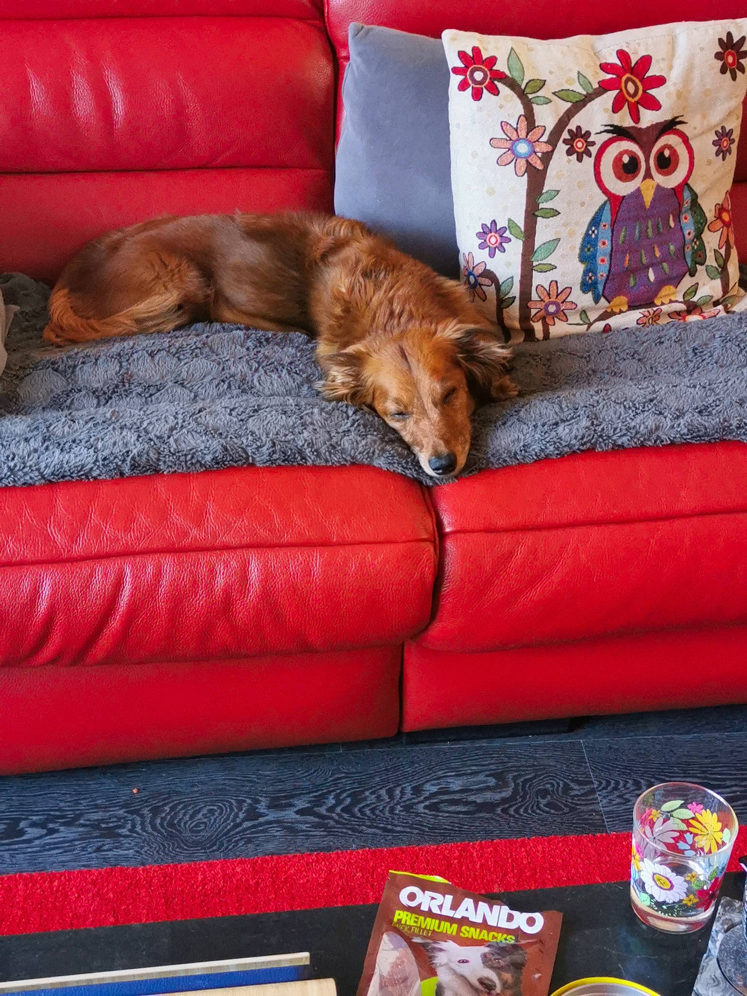 Nana participe au concours pour gagner de l'argent avec cette photo : brown, canidae, carnivore, comfort, companion_dog, couch, dog, dog_breed, furniture, home, home_accessories, interior_design, liver, living_room, room, sporting_group, throw_pillow, tin_can, vertebrate