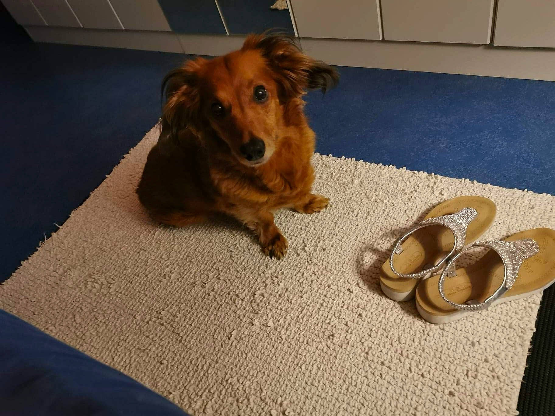 Nana a rejoint le concours — aidez-le/la à gagner de superbes lots ! brown, canidae, carnivore, carpet, companion_dog, dog, dog_breed, dog_supply, earrings, floor, flooring, fur, home_accessories, liver, mammal, mat, sporting_group, tan, tile, working_animal