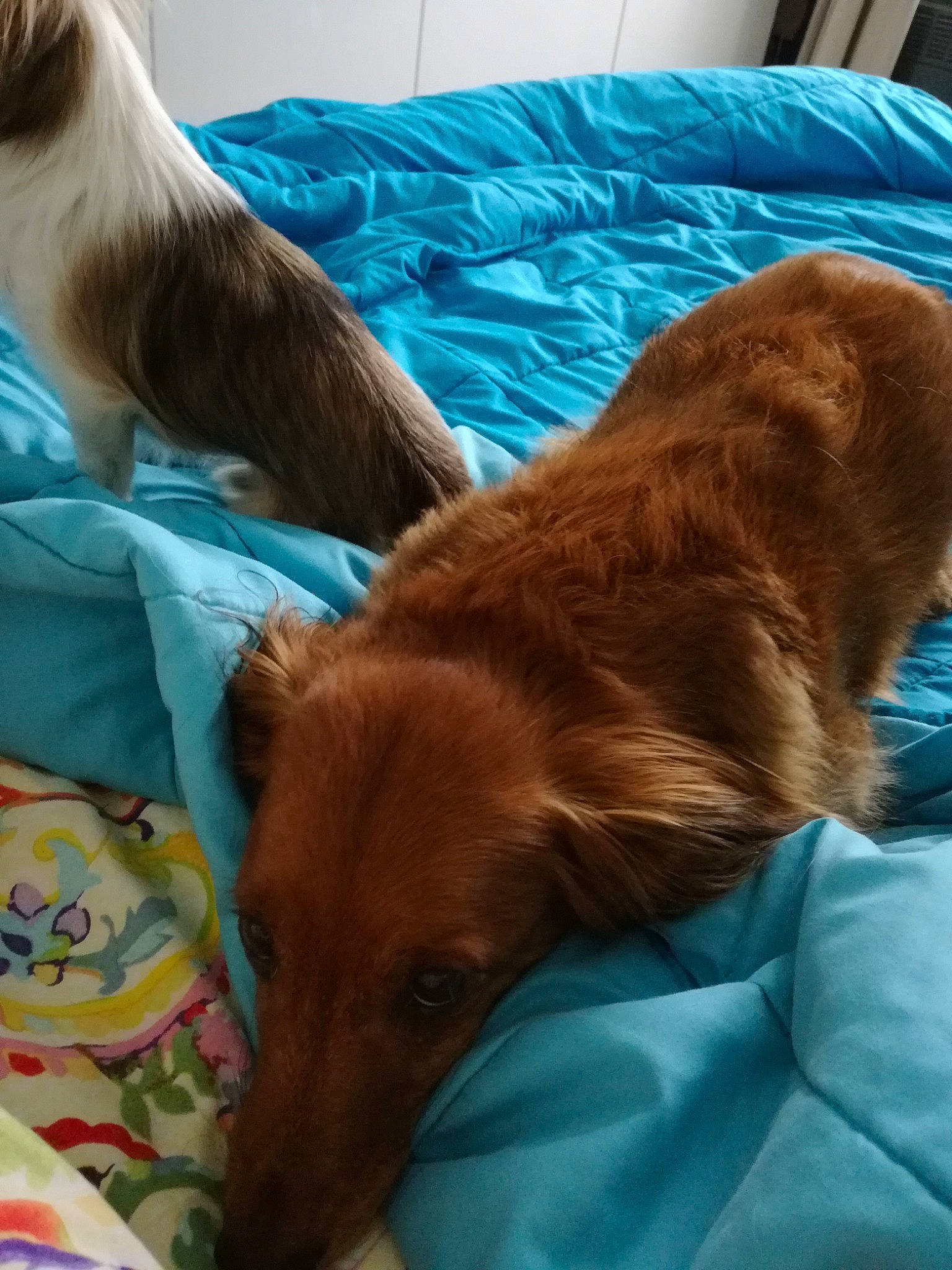 Nana participe au concours pour gagner de l'argent avec cette photo : brown, canidae, carnivore, comfort, companion_dog, dog, dog_breed, fawn, fur, linens, liver, sporting_group, teal, working_animal, working_dog