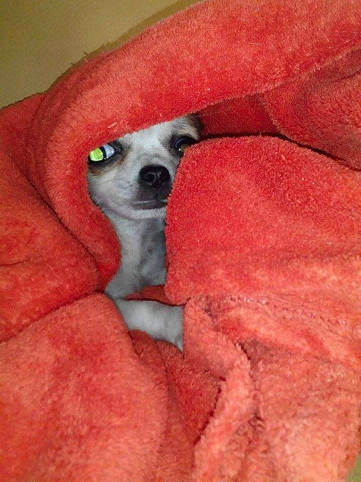 Taho a rejoint le concours — aidez-le/la à gagner de superbes lots ! canidae, carnivore, companion_dog, dog, dog_breed, lemur, mammal, snout, toy_dog