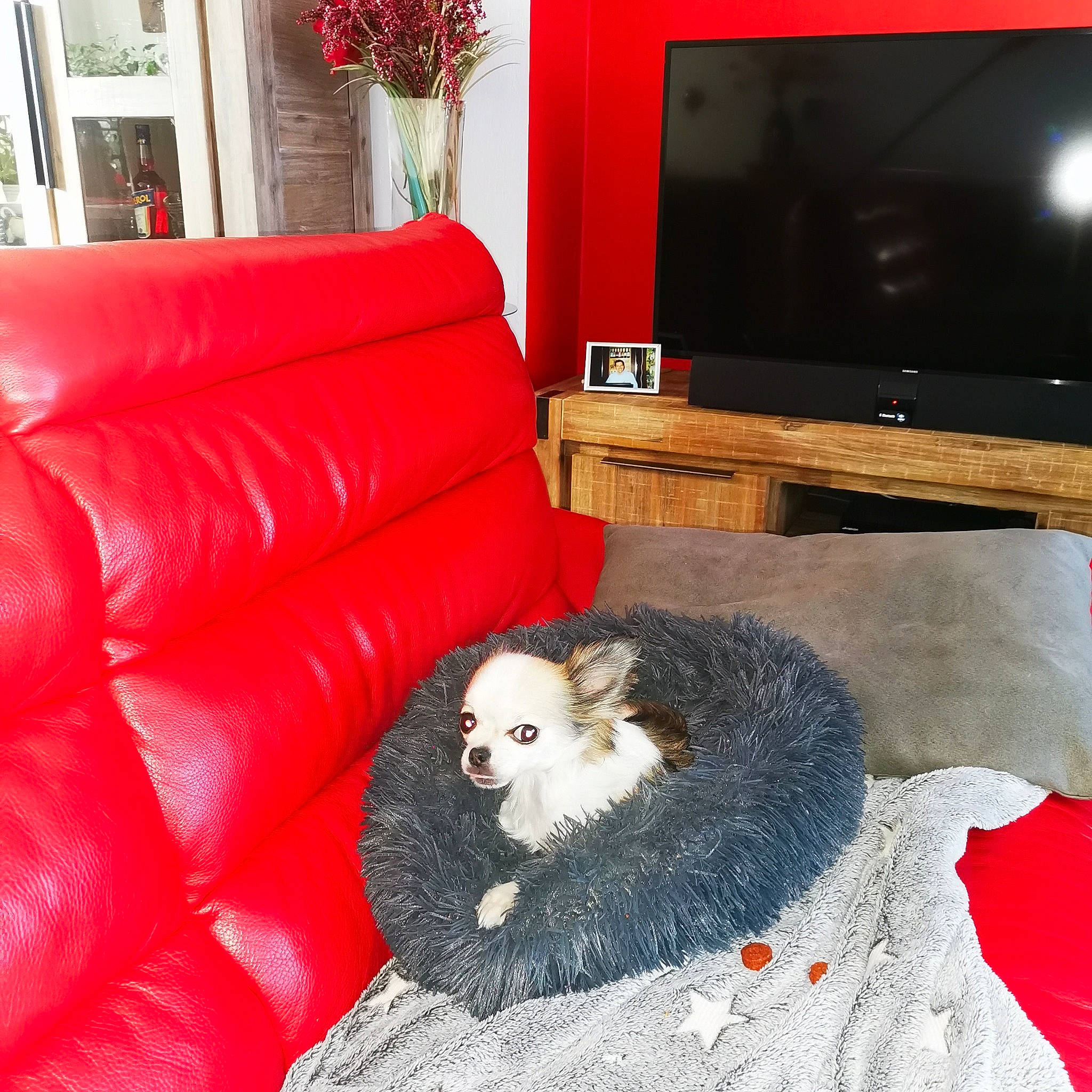 Taho participe au concours pour gagner de l'argent avec cette photo : carnivore, couch, display_device, dog, dog_breed, entertainment_center, flat_panel_display, fur, home, interior_design, lcd_tv, living_room, room, sheep, television, television_accessory, television_set, terrestrial_animal