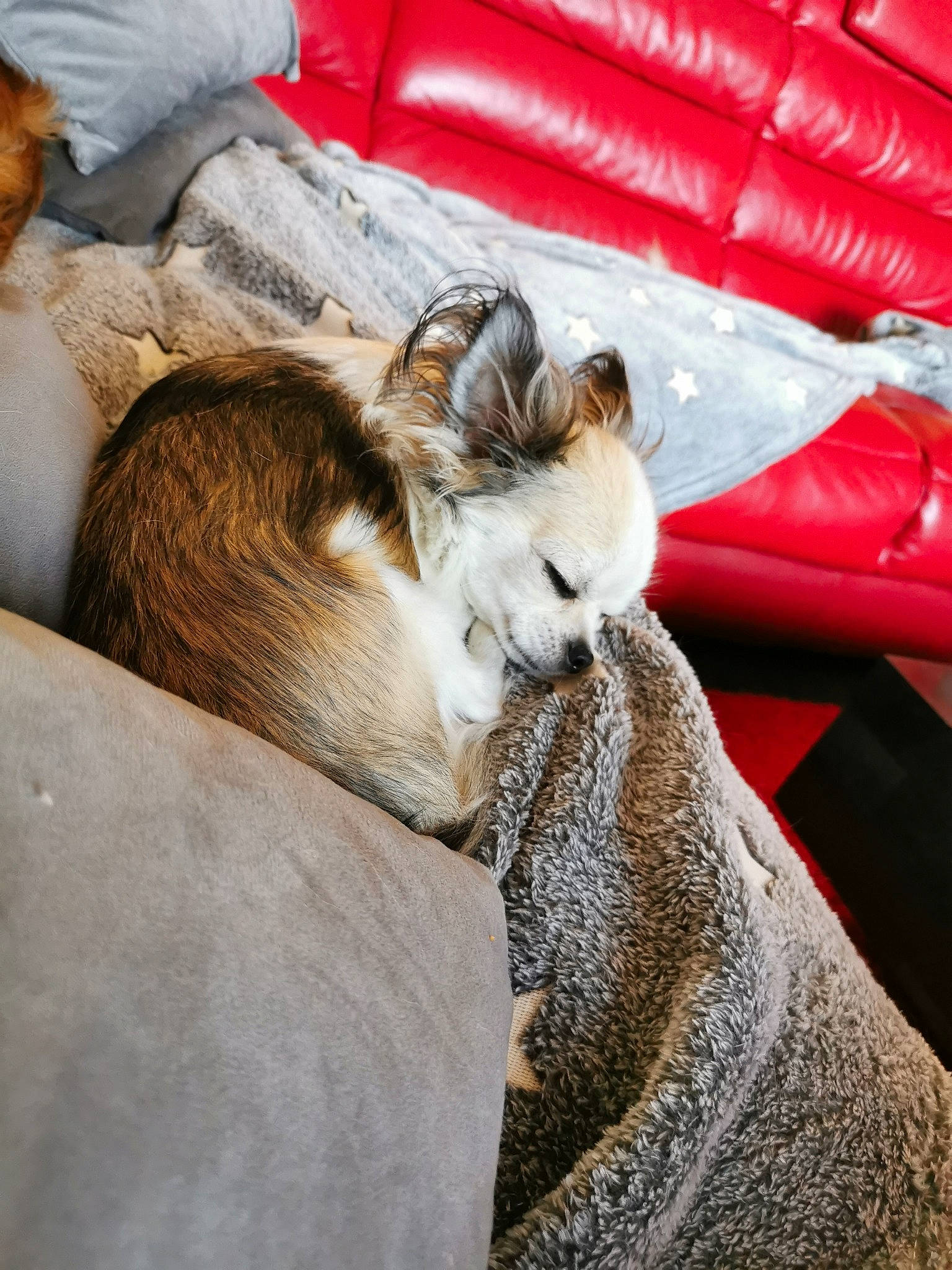 Taho a rejoint le concours — aidez-le/la à gagner de superbes lots ! aegean_cat, asian, carnivore, cat, domestic_short_haired_cat, european_shorthair, fawn, felidae, fur, kitten, singapura, small_to_medium_sized_cats, tabby_cat, whiskers