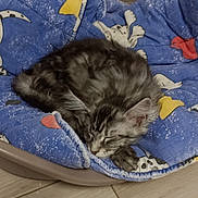 Alaska a rejoint le concours — aidez-le/la à gagner de superbes lots ! kitten, cat, sleeping, pet_bed, blue_blanket, stars, cartoon_dogs, cozy, furry, gray_tabby, curled_up, floor, tile, indoor, resting, cute, animal, domestic_pet, relaxation, soft