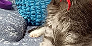 Alaska a rejoint le concours — aidez-le/la à gagner de superbes lots ! kitten, cat, gray_tabby, red_ribbon, blue_pillow, blue_blanket, smartphone, time_display, indoor, pet, cute, furry, whiskers, paw, closeup, domestic_cat, sitting, cozy, bedroom, soft_texture