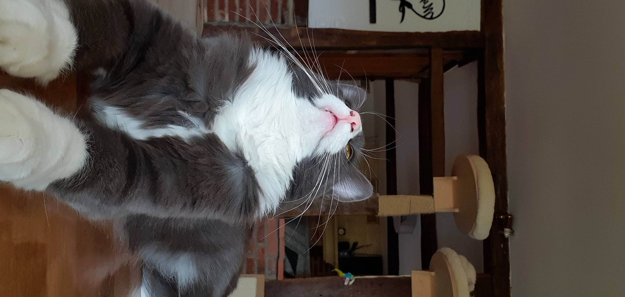 R'Kul a rejoint le concours — aidez-le/la à gagner de superbes lots ! animal_shelter, cardboard, carnivore, cat, cat_furniture, cat_supply, claw, collar, domestic_short_haired_cat, felidae, fur, paw, pet_supply, room, small_to_medium_sized_cats, snout, tail, whiskers, wood