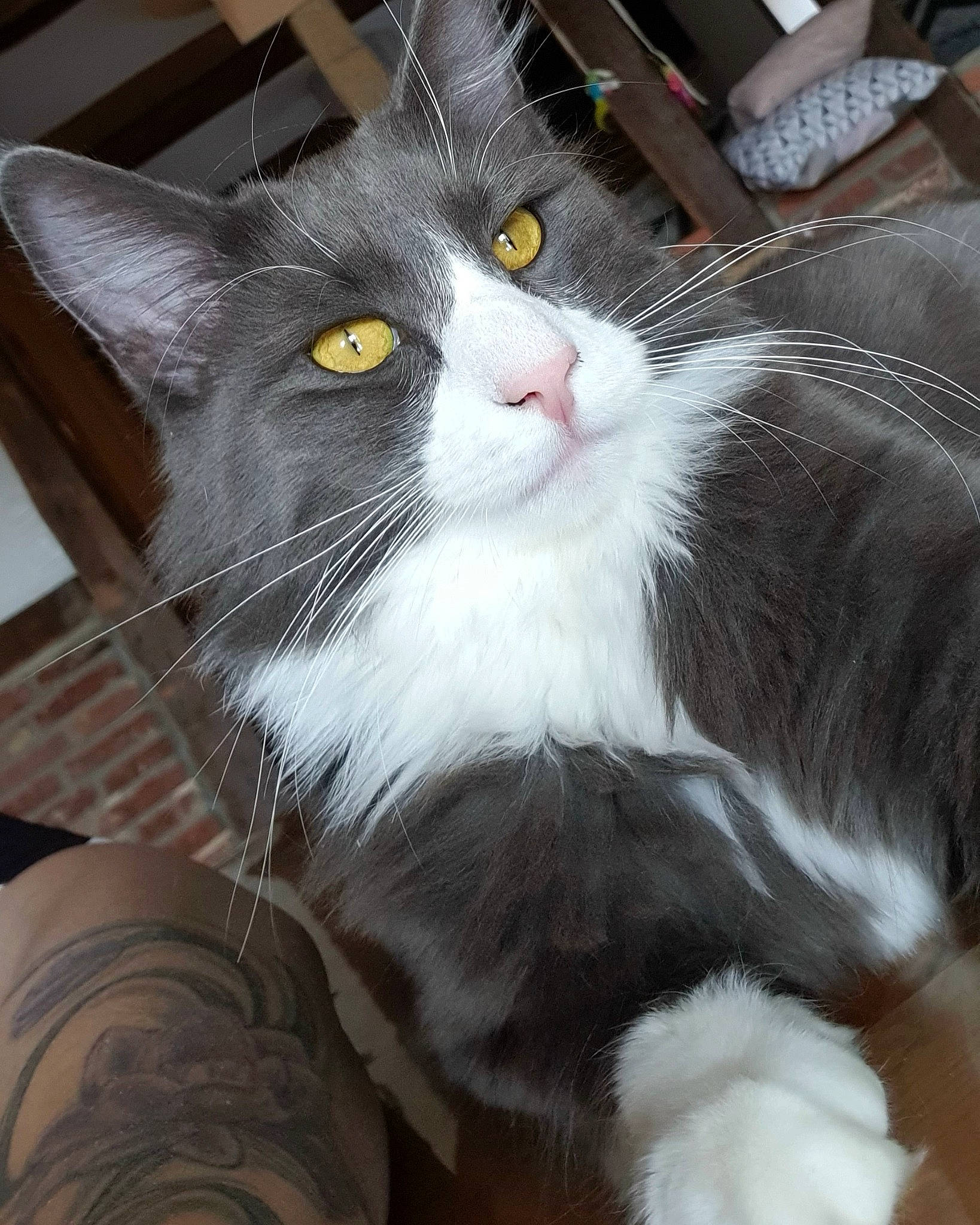 R'Kul participe au concours pour gagner de l'argent avec cette photo : box, carnivore, cat, claw, comfort, domestic_short_haired_cat, felidae, fur, grey, lap, metal, paw, sitting, small_to_medium_sized_cats, snout, tail, whiskers, window